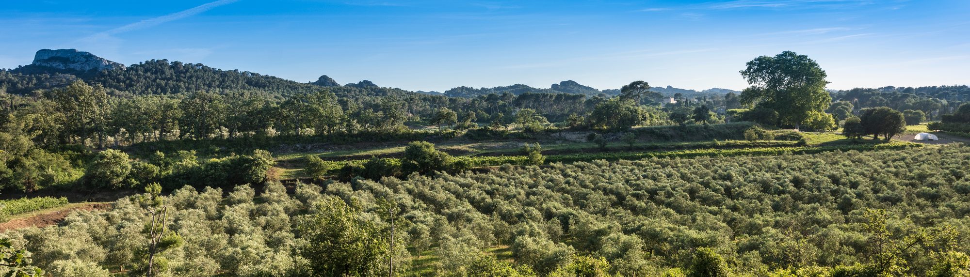 Olive groves in Provence at harvest time